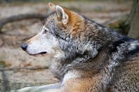 Gardian wolf