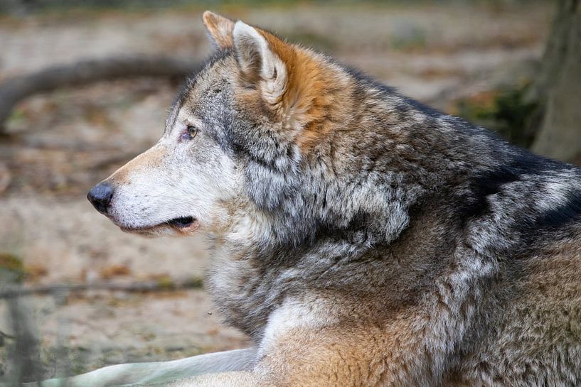 Wachsamer Wolf von Kristof Piotrowski