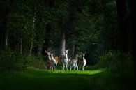 Märchenhafte Hirsch-Familie von Jouke Wijnstra Fotografie Miniaturansicht