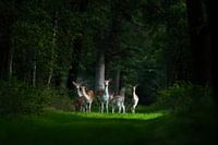 Fairytale deer family