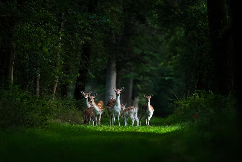 Märchenhafte Hirsch-Familie von Jouke Wijnstra Fotografie