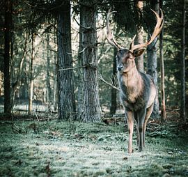 Deer by Astrid de Sonnaville