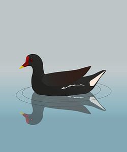 Poule d'eau
