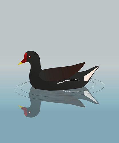 Moorhen