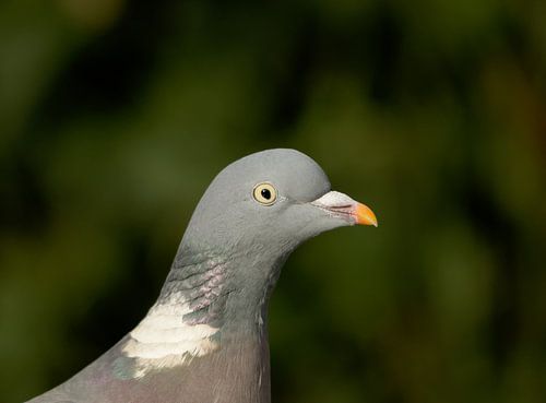 Houtduif von Arno Niehof