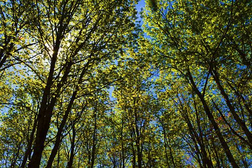 Ein Ahornwald im Sommer