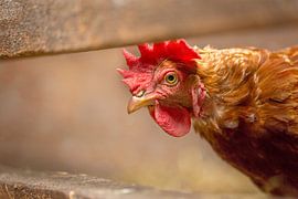 Voyeurist von Leora Kalisvaart