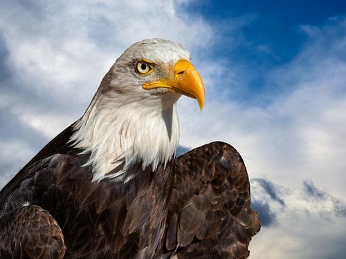 Der Weißkopfseeadler 