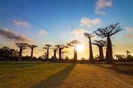 Zonnestralen Baobabs van Dennis van de Water thumbnail