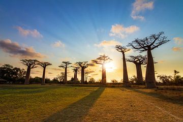 Zonnestralen Baobabs van Dennis van de Water