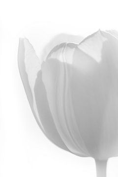 Witte Tulp van Jefra Creations