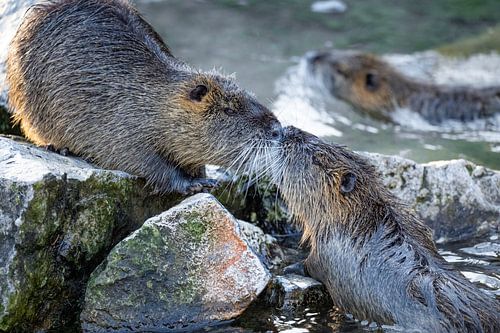 Bever