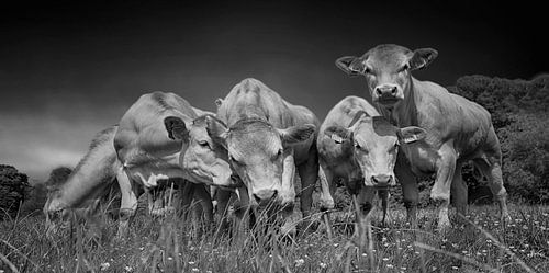 So Dutch .Koeien in Hollande weiden.Aditor choice .