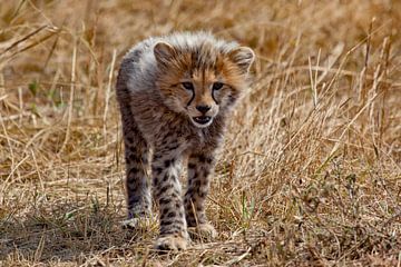 3 maanden cheetah van Peter Michel