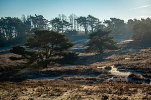 Moorland auf ein kalte Januari Morgen von Heleen Pennings