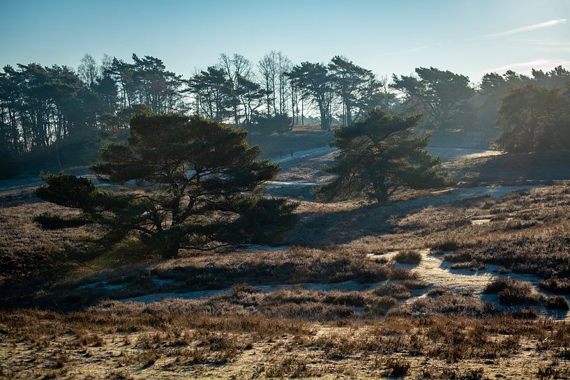 Heidelandschap in de late winter van Heleen Pennings