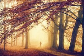 Herbst ohne Gedanken von Lars van de Goor