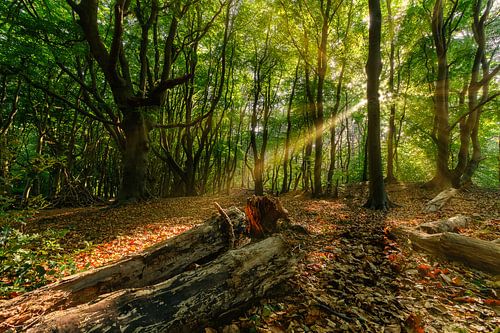 Oer oude bos