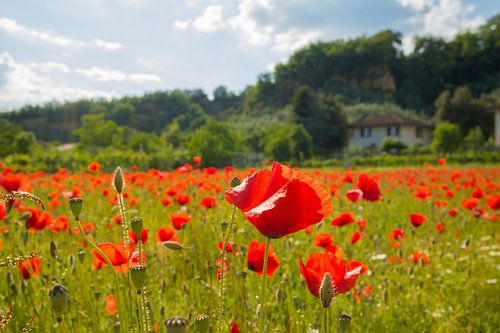 Champ de pavot toscan