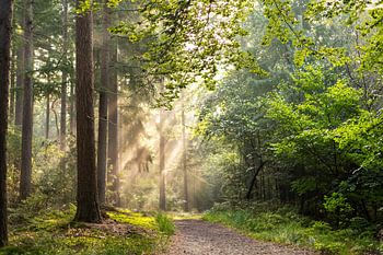 Ein heller Start in den Tag, wenn man früh einen Spaziergang im Wald macht.