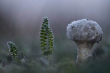 Pilz und der Frost von A. Bles