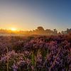 Bruyère violette au lever du soleil sur Paul Weekers Fotografie