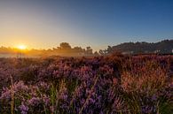 Bruyère violette au lever du soleil sur Paul Weekers Fotografie Aperçu