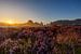 Lila Heidekraut mit Sonnenaufgang von Paul Weekers Fotografie