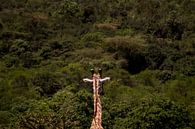 Giraffe van Marry Fermont thumbnail