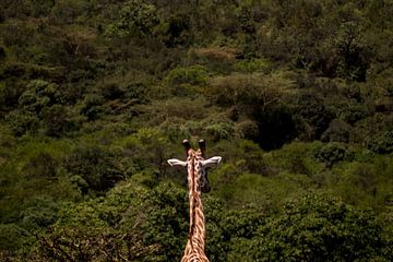 Girafe sur Marry Fermont