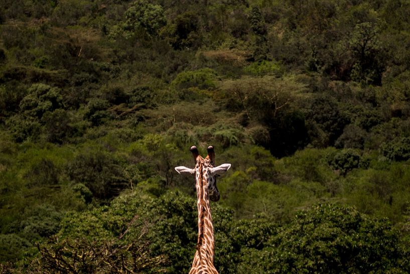 Giraffe van Marry Fermont
