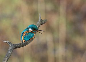 Eisvogel!