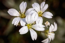 Hornblume von Rob Boon