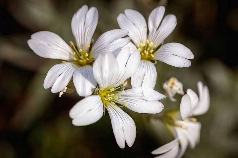 Hornflower by Rob Boon