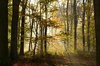 Herbstmorgen in der Achterhoek von Arno Wolsink Miniaturansicht