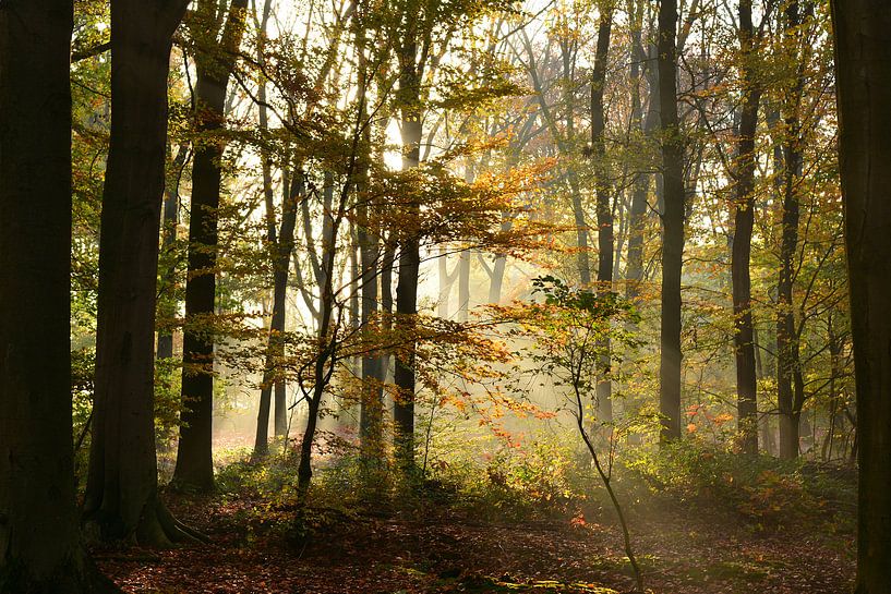 Herbstmorgen in der Achterhoek von Arno Wolsink