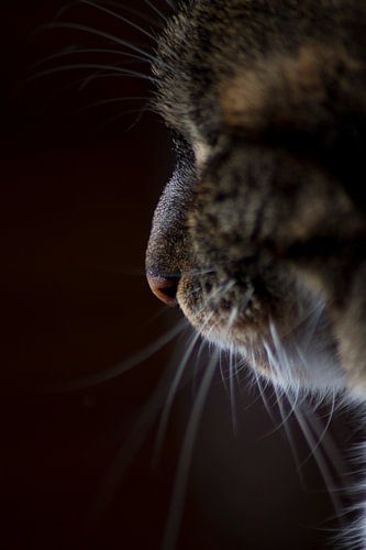 Een van onze poezen Zus, wachtend tot ze naar buiten kan