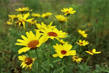 Yellow goosefoot by Jurjen Melinga