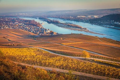Blick von der Aussichtsterrasse Niederwald auf Rüdesheim, Rheingau, Hessen, Deutschland