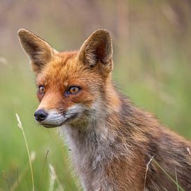 Horizontaler Hochformat-Fuchs von Stuart De vries