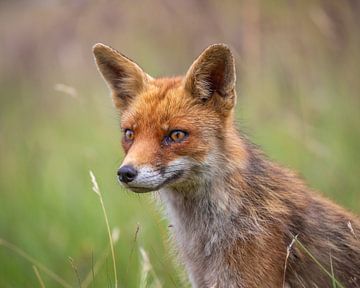 Horizontal portrait fox by Stuart De vries