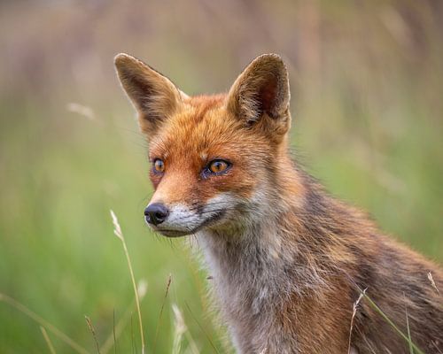 Horizontaler Hochformat-Fuchs