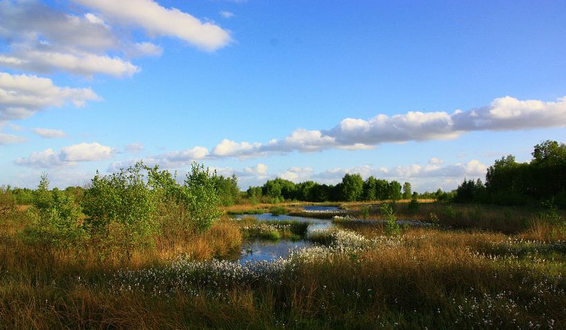 Natuurgebied Bargerveen by Cor de Jong Fotografie