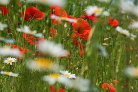 Wilde Mohnblumen und Margeriten von Blond Beeld