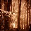 Mistig bos met herftsbladeren (bruintinten) van Mark Scheper