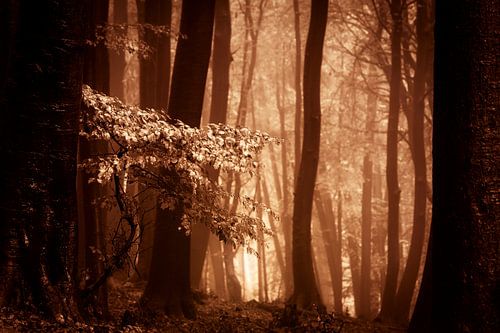 Mistig bos met herftsbladeren (bruintinten)