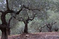 De olijfgaard van Miranda van Hulst thumbnail