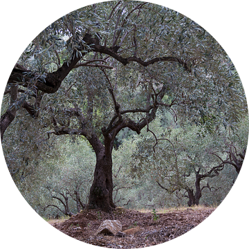 De olijfgaard van Miranda van Hulst