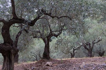 De olijfgaard van Miranda van Hulst