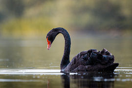 Schwarzschwan auf stillem Wasser von Niwo Photography